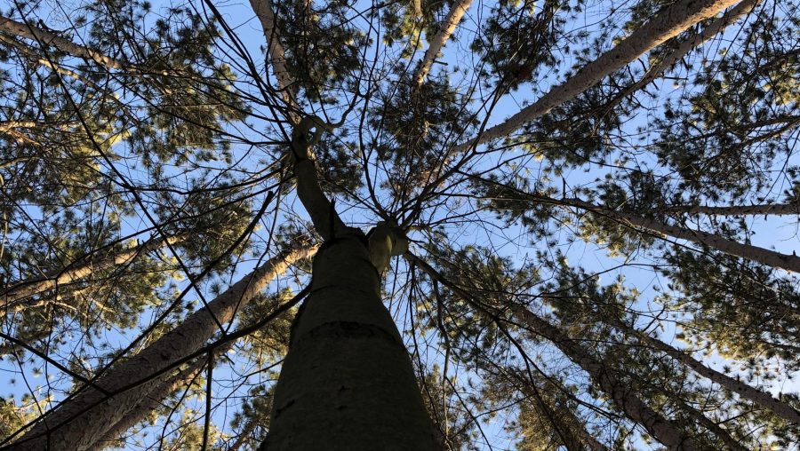 trees nature forest climate change